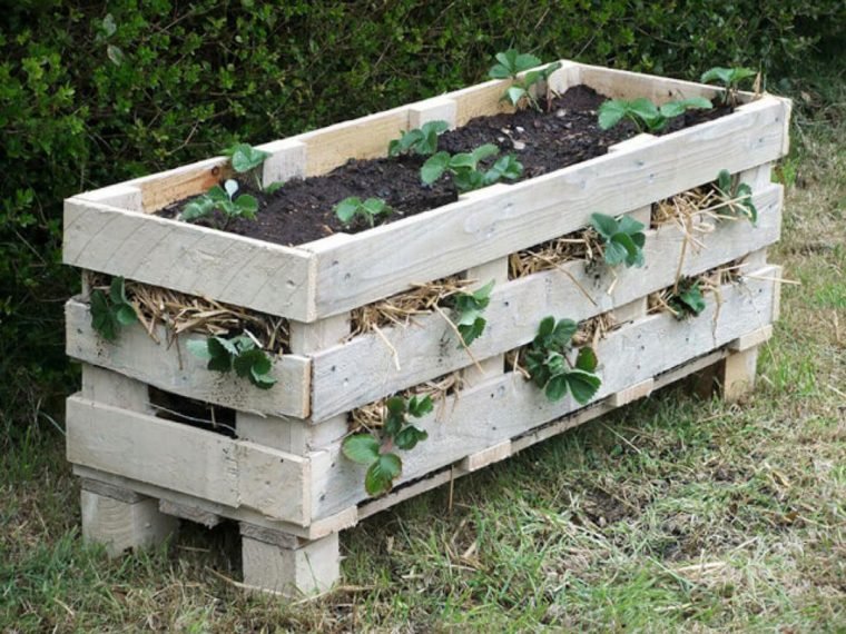 1497111864 928 9 formas diferentes de cultivar morangos em sua casa