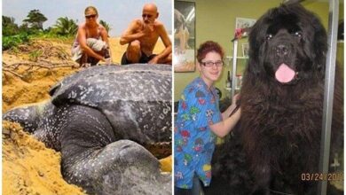 20 animais surpreendentes cujo tamanho está para lá da nossa compreensão — Bau das DICAS