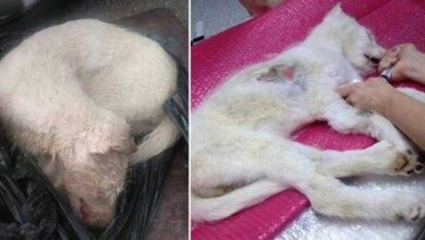 A vida dessa cadela atropelada e abandonada dentro de um saco mudou por causa de pessoas bondosas — Bau das DICAS