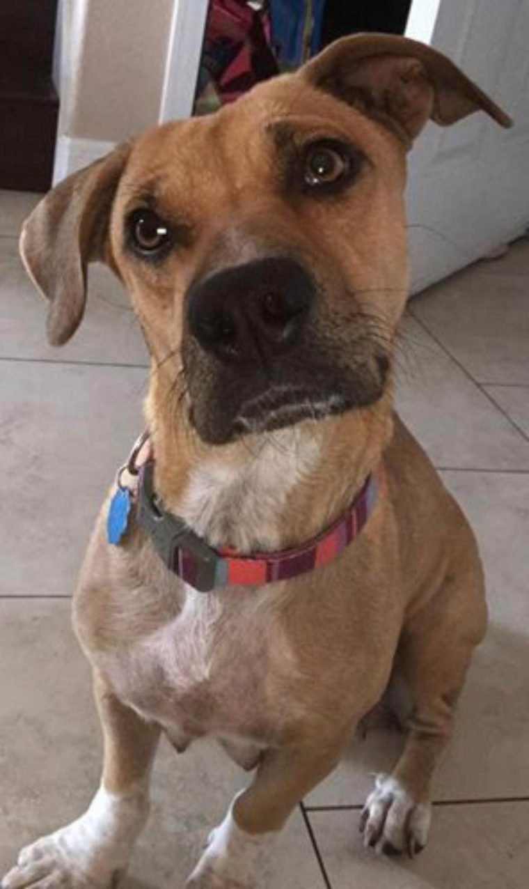 1522615978 251 cadela aterrorizada nao para de abracar seus salvadores