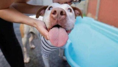 Cão cego chora quando é deixado sozinho. Até que alguém encontra uma solução perfeita — Bau das DICAS