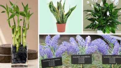 11 plantas que podem ser cultivadas no escritório para reduzir o estresse — Bau das DICAS