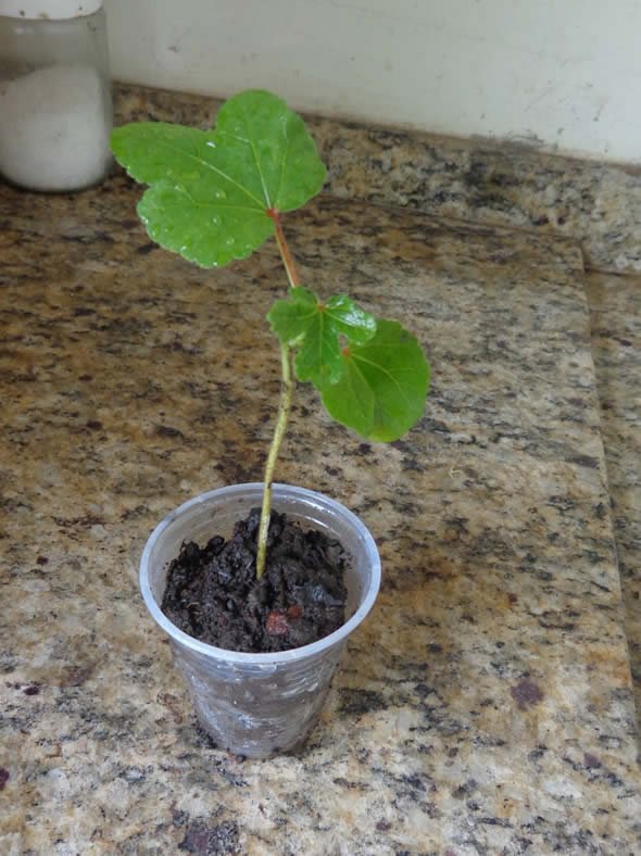 Como plantar quiabo 