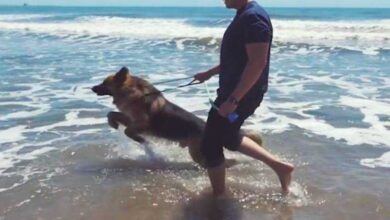 Cão acorrentado por 5 anos vê o mar pela primeira vez e uiva de alegria — Bau das DICAS