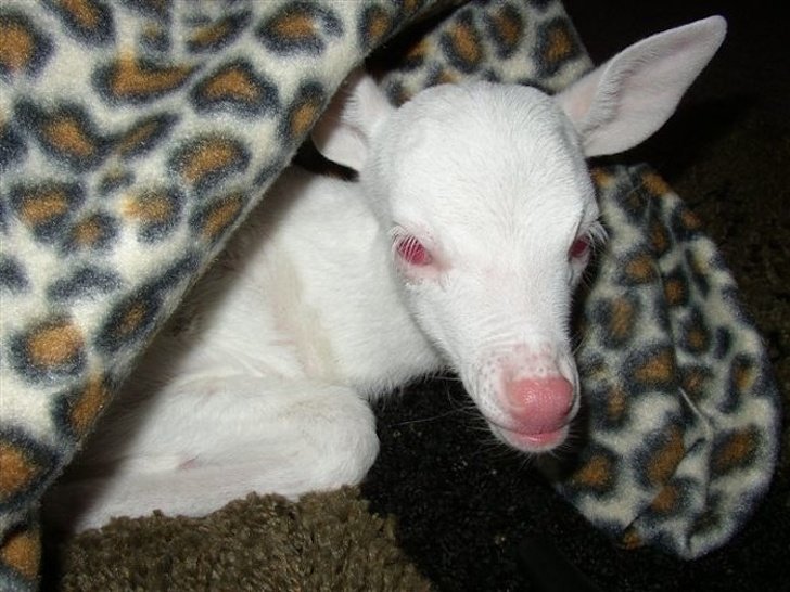 1550441407 395 23 animais albinos que vao impressionar voce para sempre