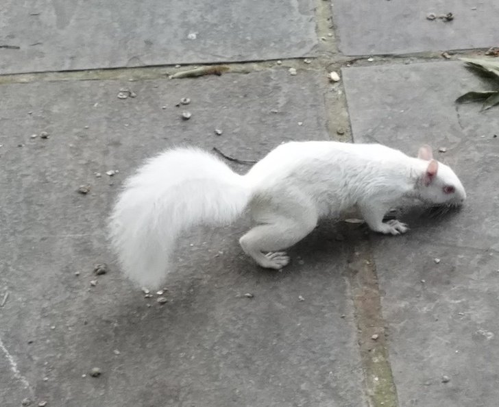 1550441408 941 23 animais albinos que vao impressionar voce para sempre