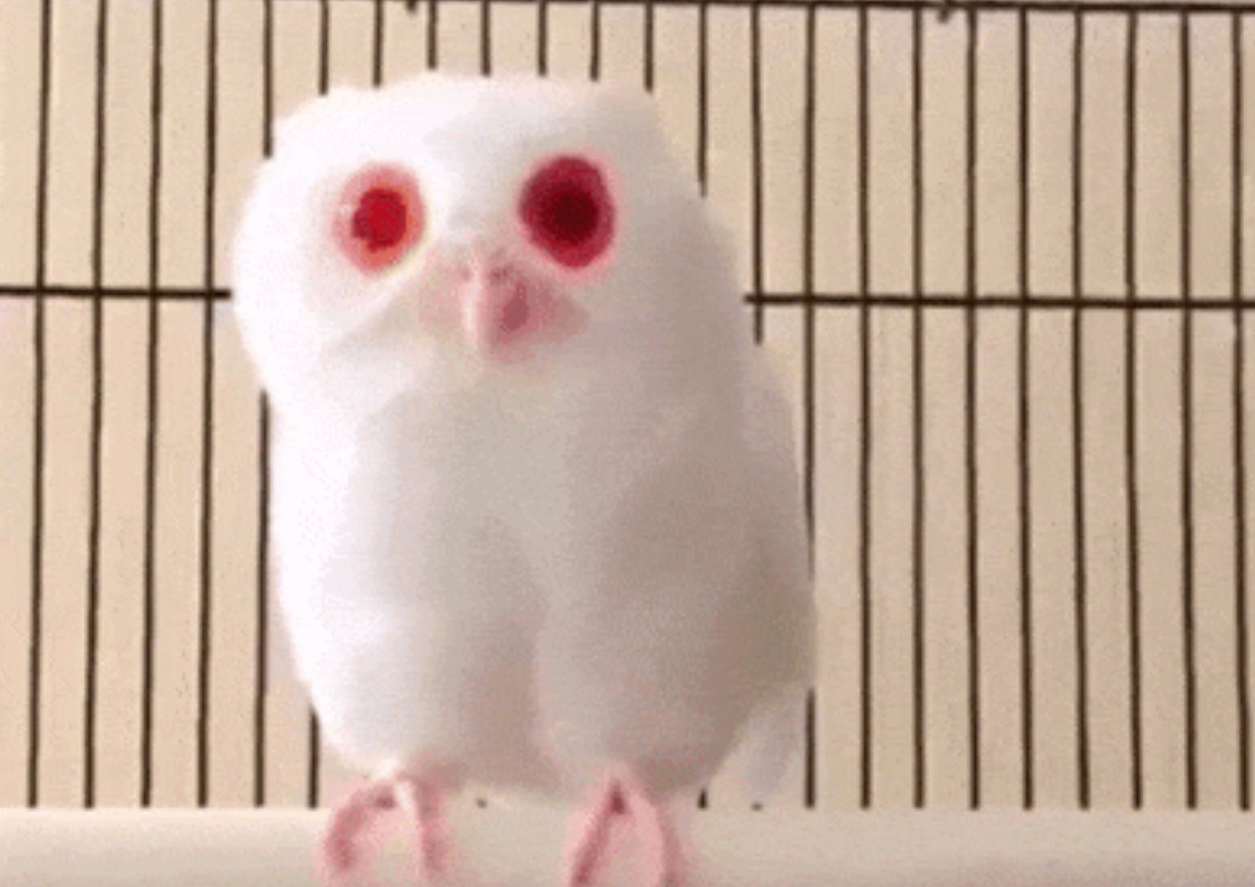 1550441408 255 23 animais albinos que vao impressionar voce para sempre