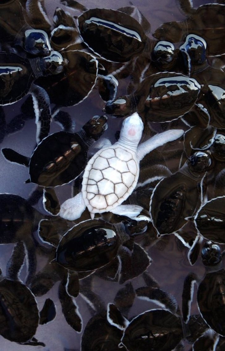 1550441412 921 23 animais albinos que vao impressionar voce para sempre