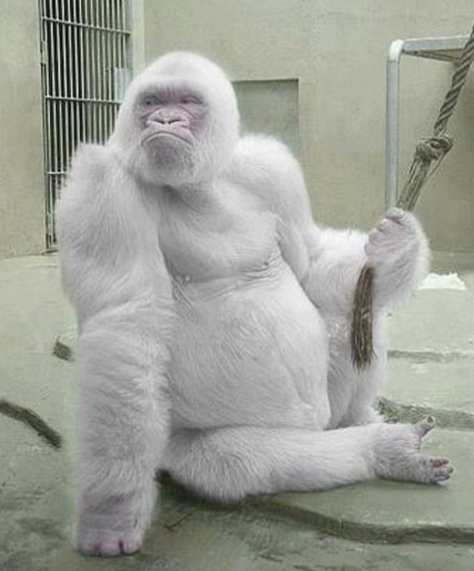 1550441410 66 23 animais albinos que vao impressionar voce para sempre