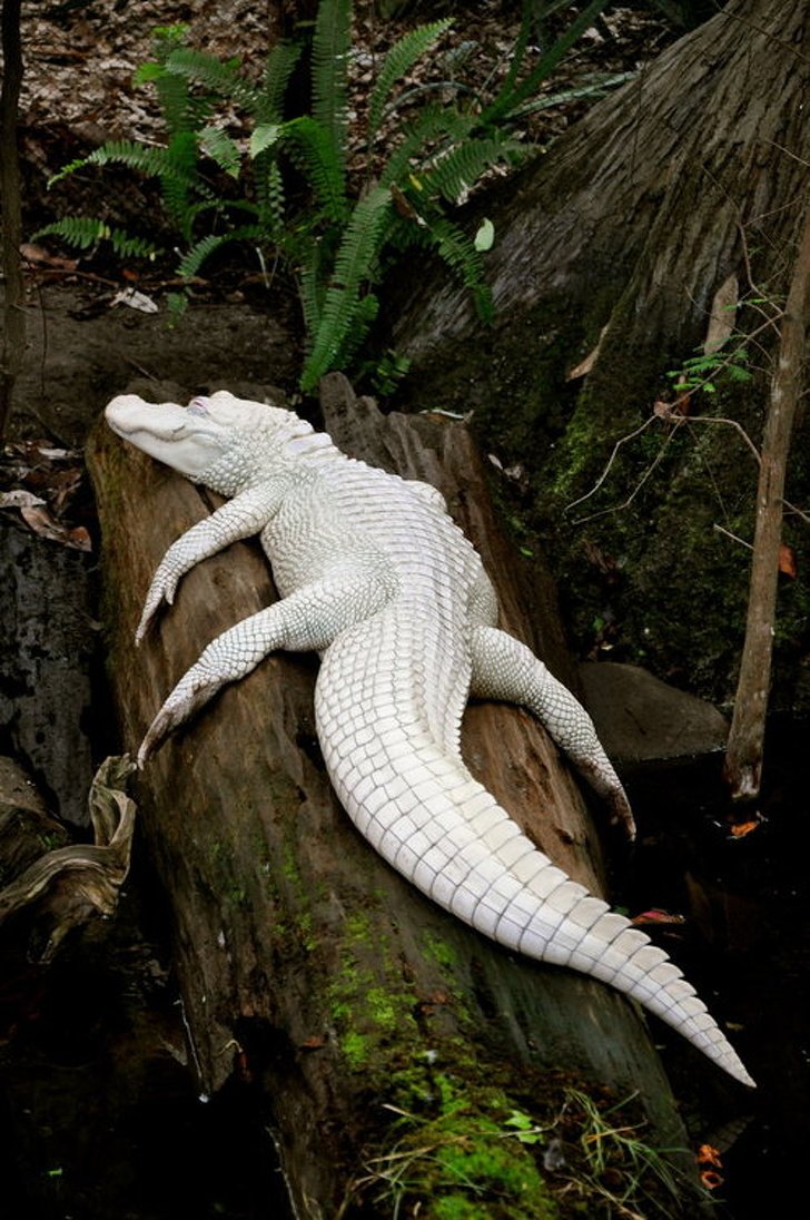 1550441410 991 23 animais albinos que vao impressionar voce para sempre