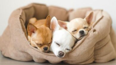 24 Fotos provando que os chihuahuas são sim fofos e adoráveis