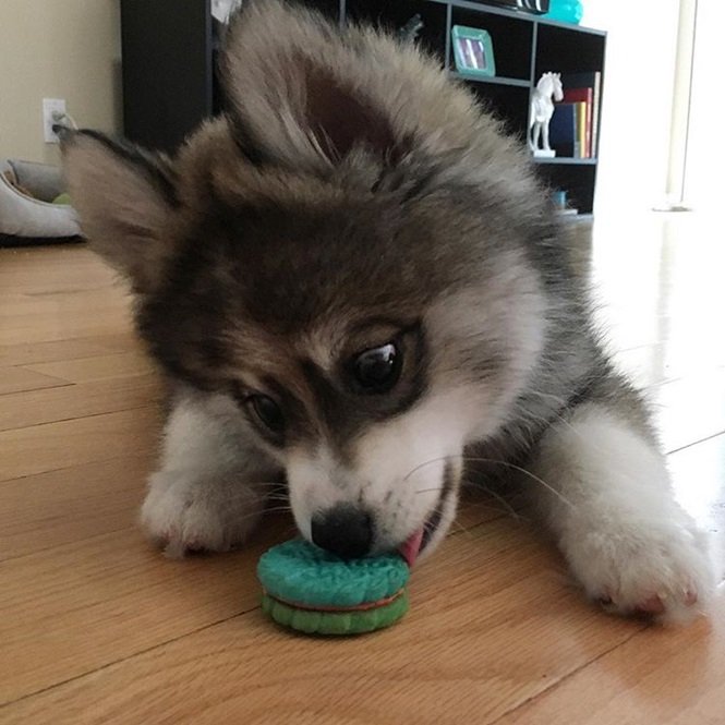 Foto: normanthepomsky