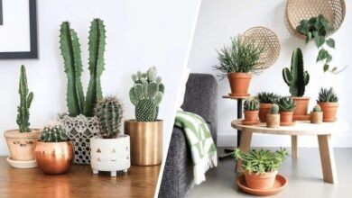 4 Motivos para encher sua casa com cactos