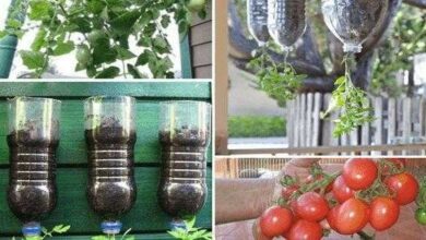 Como Plantar Tomate Em Garrafa Pet (PASSO A PASSO)