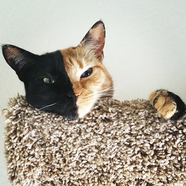 Gatinha conquista a internet por causa da sua aparência incrível
