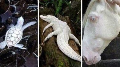 22 animais albinos que vão impressionar você para sempre — Bau das DICAS