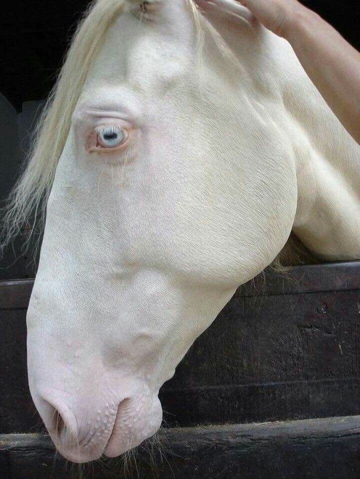 23 animais albinos que vao impressionar voce para sempre