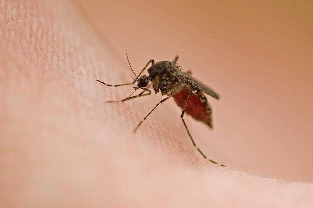 4 tipos de pessoas que os mosquitos adoram picar