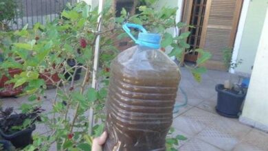Adubo natural que faz sua planta florir em 15 dias