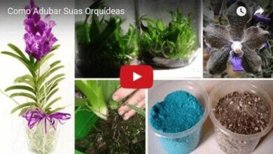 Aprenda como adubar orquídeas da maneira correta