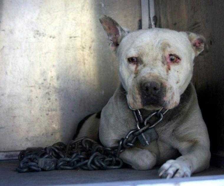 Cão que passou anos acorrentado finalmente voltou a ser um “cão de verdade”