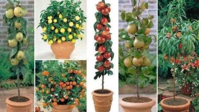 árvores frutíferas