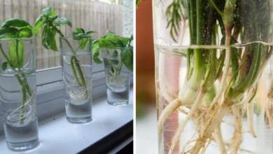 Como enraizar plantas na água para fazer mudas — Bau das DICAS