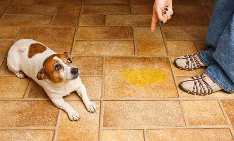 Como evitar que o cão urine pela casa