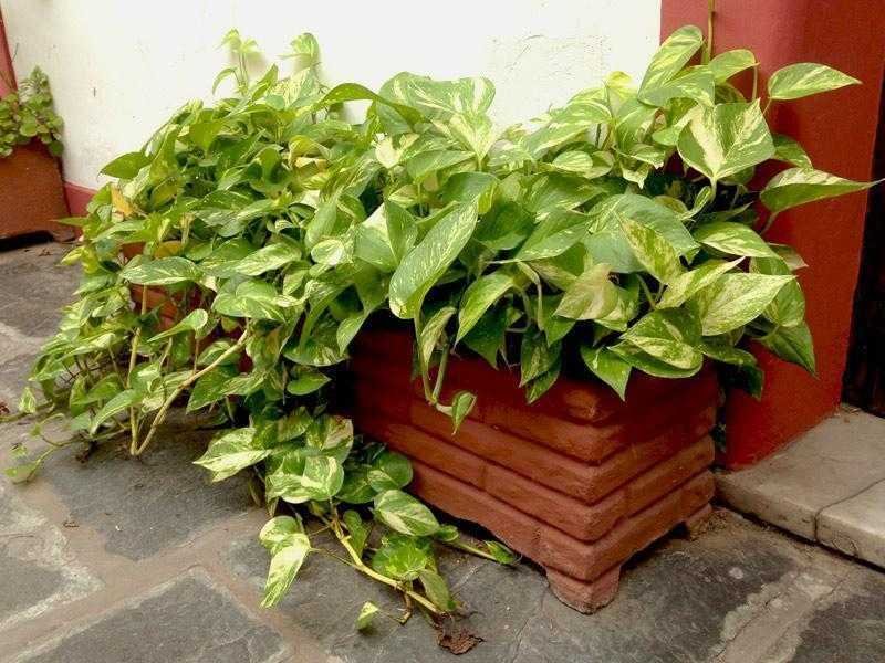 Conheça a planta que purifica o ar da sua casa