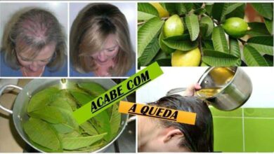 Folhas da goiabeira evitam 100% da queda do cabelo e o fazem crescer rapidamente — Bau das DICAS