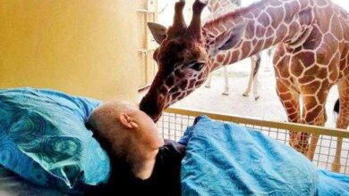Girafa se despede de seu cuidador com um ‘beijo’ — Bau das DICAS