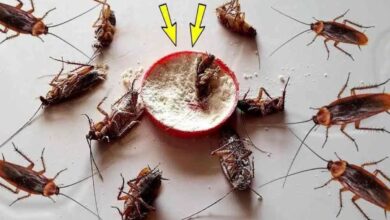 Misturinha caseira para eliminar as baratas da sua casa — Bau das DICAS