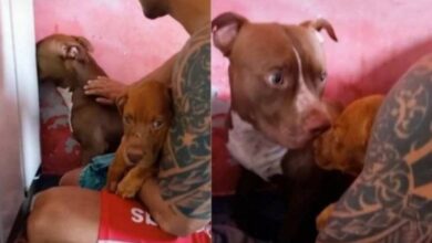 Pitbull sente ciúme do dono com a chegada de outro cão e vídeo viraliza