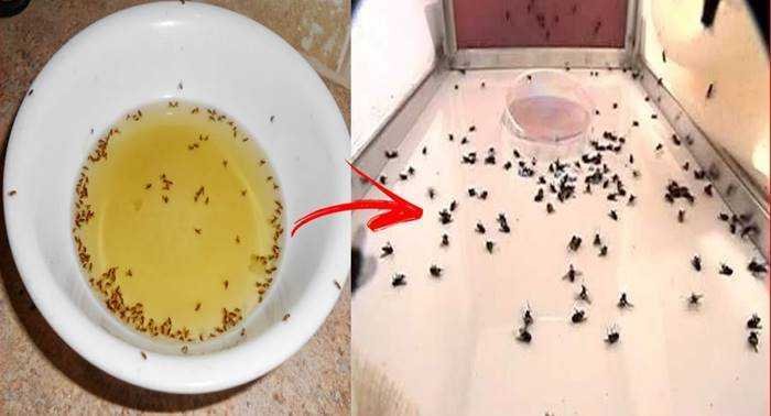 Receitas caseiras para eliminar as moscas