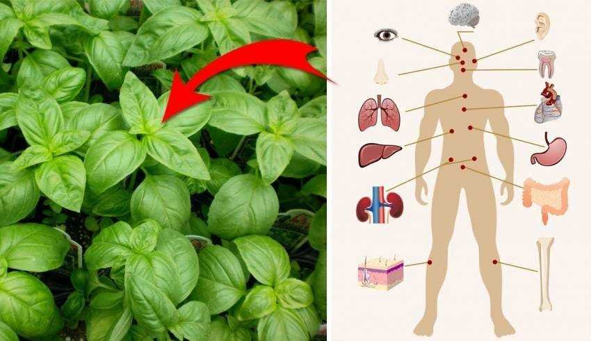 saiba por que o manjericao e a planta mais magica que ja