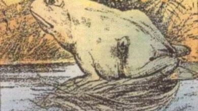 Você consegue encontrar o cavalo escondido nessa imagem? — Bau das DICAS