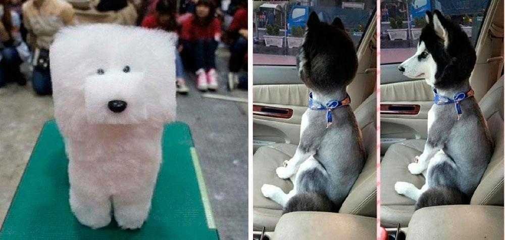 16 Vezes em que a tosa dos pets foi longe demais