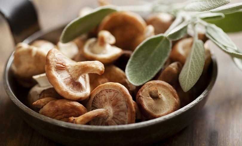 Cogumelos é rico em zinco Cogumelos é rico em zinco