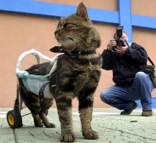 Proteses-Animais-5