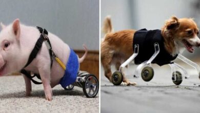 Proteses-Animais-8