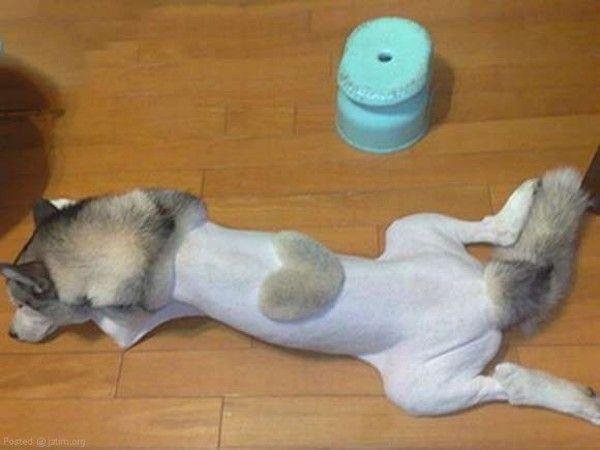 As 20 piores tosas e penteados em cães e gatos