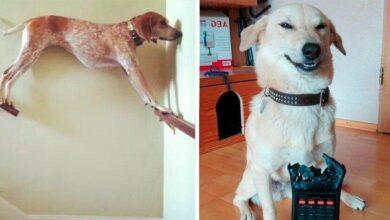 15 Cachorros da pesada que tiraram seus donos do sério