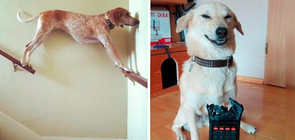 15 Cachorros da pesada que tiraram seus donos do sério