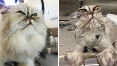 21 Fotos reveladoras de animais antes e durante o banho
