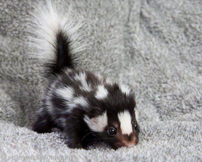 20 Animais bem diferentes e fascinantes que você já viu s