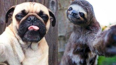 15 Animais Com Selfies Mais Legais Que Os Seus • Bau Das DICAS
