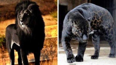 12 Animais Fantásticos Que Nasceram Com Melanismo • Bau Das DICAS