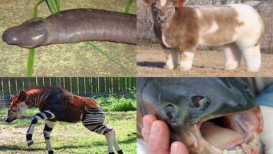 21 Animais Que Você Não Sabia Que Existiam • Bau Das DICAS