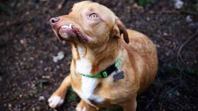 Cão Levado Para Abrigo Para Ser Sacrificado Por Conta De Sua Aparência é Resgatado • Bau Das DICAS