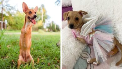 Cãozinho Sem Patas E Seus Irmãos Que Foram Abandonados Em Uma Caixa De Papelão São Resgatados • Bau Das DICAS